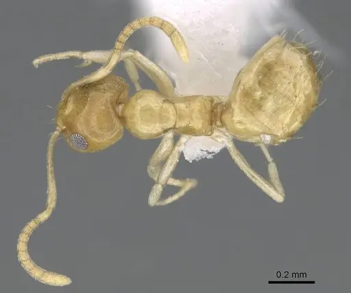 Plagiolepis boltoni specimen CASENT0922271 image casent0922271_1