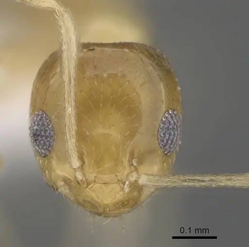 Plagiolepis boltoni specimen CASENT0922271 image casent0922271_2
