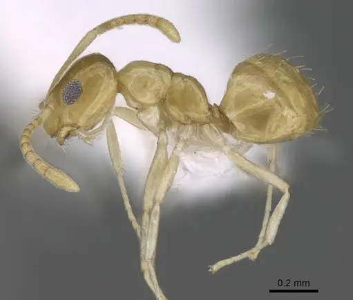 Plagiolepis boltoni specimen CASENT0922271 image casent0922271_3