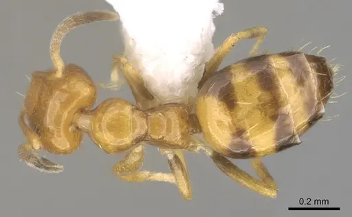 Plagiolepis brunni specimen CASENT0281160 image casent0281160_1
