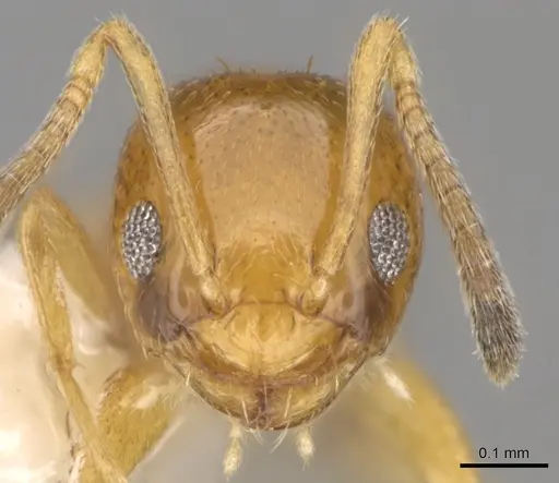 Plagiolepis brunni specimen CASENT0281160 image casent0281160_2