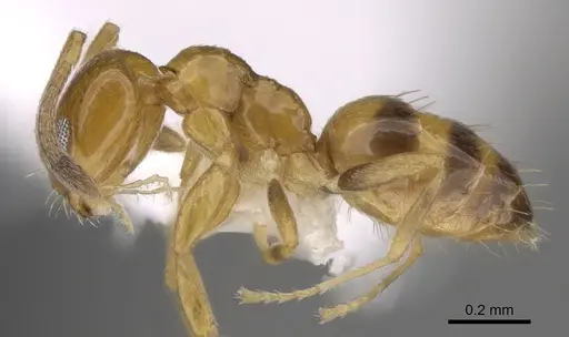 Plagiolepis brunni specimen CASENT0281160 image casent0281160_3