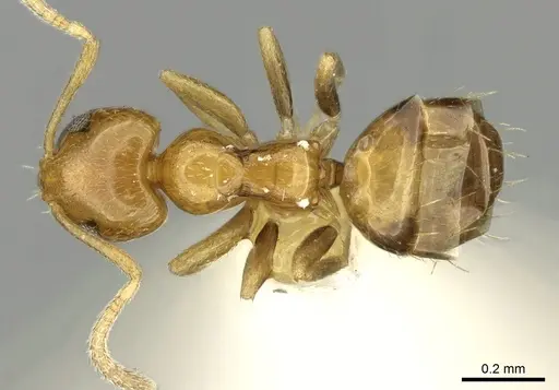 Plagiolepis brunni specimen CASENT0906250 image casent0906250_1