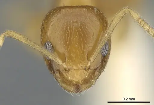 Plagiolepis brunni specimen CASENT0906250 image casent0906250_2