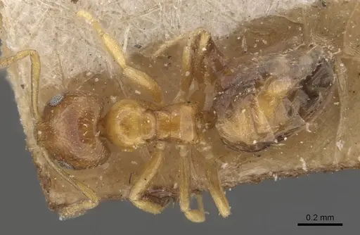 Plagiolepis brunni specimen CASENT0909846 image casent0909846_1