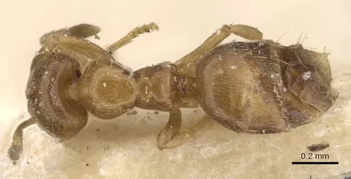 Plagiolepis brunni specimen CASENT0909847 image casent0909847_1