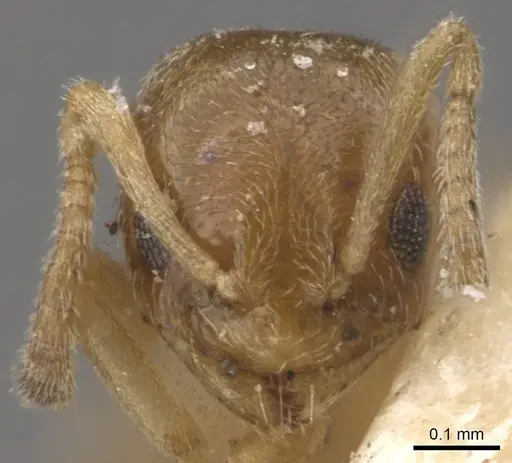 Plagiolepis brunni specimen CASENT0909847 image casent0909847_2