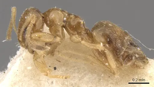 Plagiolepis brunni specimen CASENT0909847 image casent0909847_3