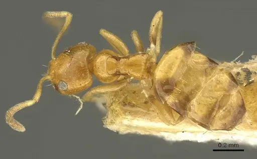 Plagiolepis brunni specimen CASENT0915711 image casent0915711_1