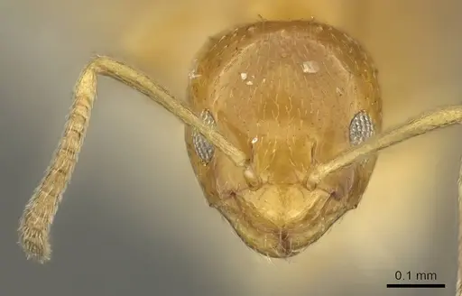Plagiolepis brunni specimen CASENT0915711 image casent0915711_2