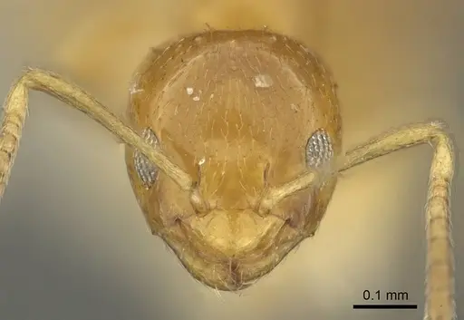 Plagiolepis brunni specimen CASENT0915711 image casent0915711_3