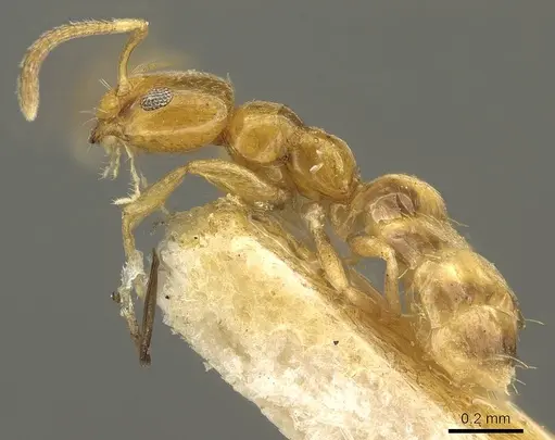 Plagiolepis brunni specimen CASENT0915711 image casent0915711_4