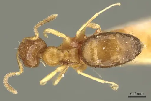 Plagiolepis brunni specimen CASENT0915712 image casent0915712_1