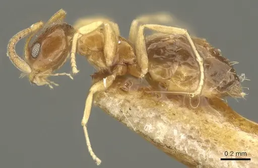 Plagiolepis brunni specimen CASENT0915712 image casent0915712_3