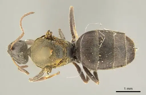 Plagiolepis capensis specimen CASENT0915713 image casent0915713_1