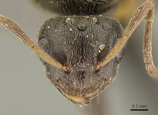 Plagiolepis capensis specimen CASENT0915713 image casent0915713_2
