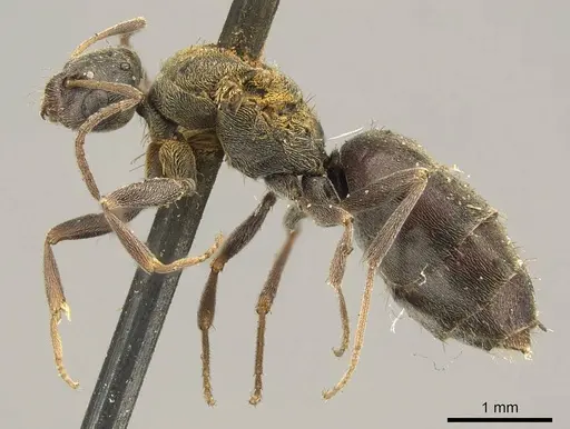 Plagiolepis capensis specimen CASENT0915713 image casent0915713_3
