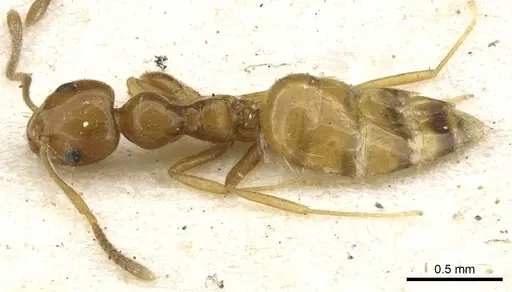 Plagiolepis chirindensis specimen CASENT0903144 image casent0903144_1