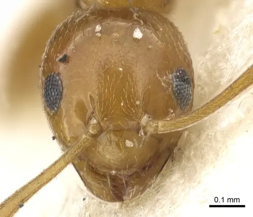 Plagiolepis chirindensis specimen CASENT0903144 image casent0903144_2