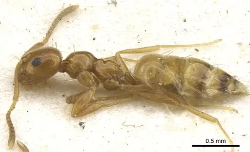 Plagiolepis chirindensis specimen CASENT0903144 image casent0903144_3