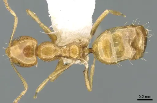 Plagiolepis decora specimen CASENT0906247 image casent0906247_1