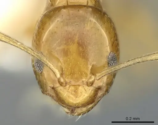 Plagiolepis decora specimen CASENT0906247 image casent0906247_2