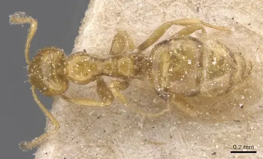 Plagiolepis decora specimen CASENT0912410 image casent0912410_1