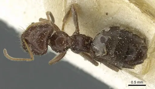 Plagiolepis demangei specimen CASENT0912417 image casent0912417_1