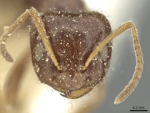 Plagiolepis demangei specimen CASENT0912417 image casent0912417_2