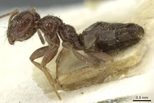 Plagiolepis demangei specimen CASENT0912417 image casent0912417_3