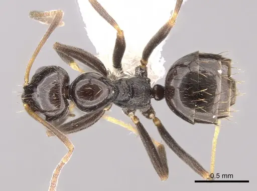 Plagiolepis deweti specimen CASENT0281161 image casent0281161_1