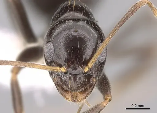 Plagiolepis deweti specimen CASENT0281161 image casent0281161_2