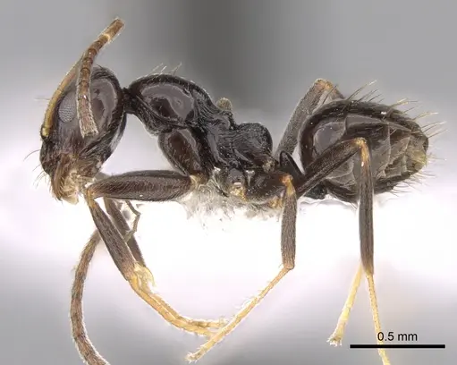 Plagiolepis deweti specimen CASENT0281161 image casent0281161_3