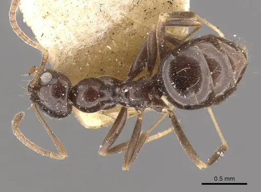 Plagiolepis deweti specimen CASENT0909860 image casent0909860_1