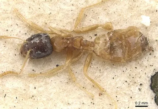 Plagiolepis dichroa specimen CASENT0909848 image casent0909848_1