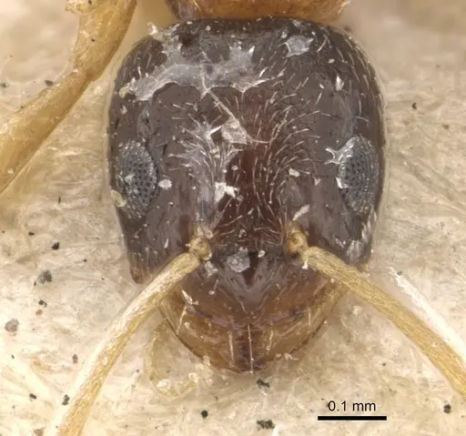 Plagiolepis dichroa specimen CASENT0909848 image casent0909848_2