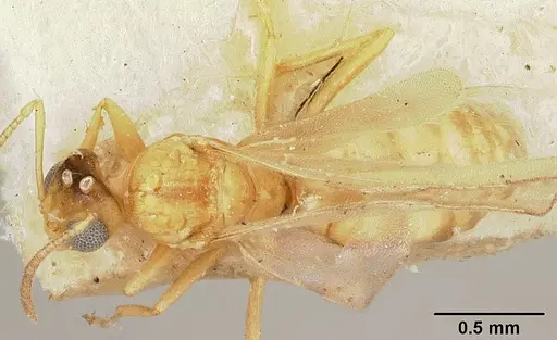 Plagiolepis exigua specimen CASENT0101301 image casent0101301_1