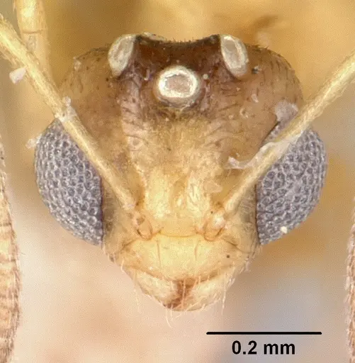 Plagiolepis exigua specimen CASENT0101301 image casent0101301_2