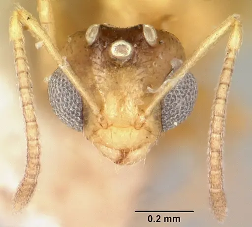 Plagiolepis exigua specimen CASENT0101301 image casent0101301_3