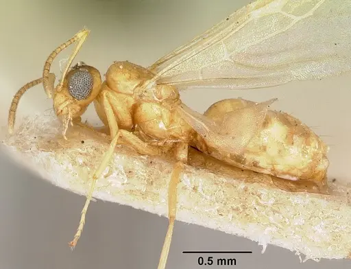 Plagiolepis exigua specimen CASENT0101301 image casent0101301_4