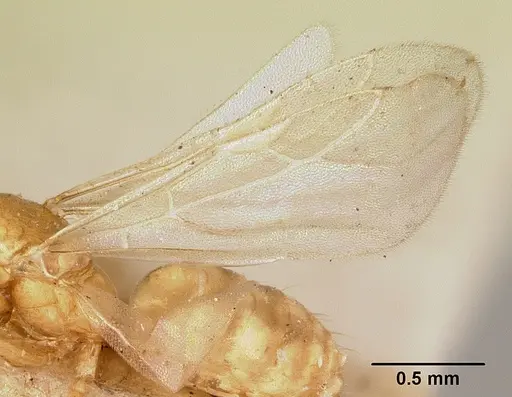 Plagiolepis exigua specimen CASENT0101301 image casent0101301_5