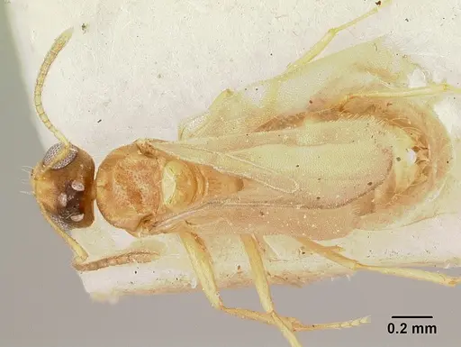 Plagiolepis exigua specimen CASENT0101302 image casent0101302_1