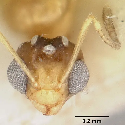 Plagiolepis exigua specimen CASENT0101302 image casent0101302_2