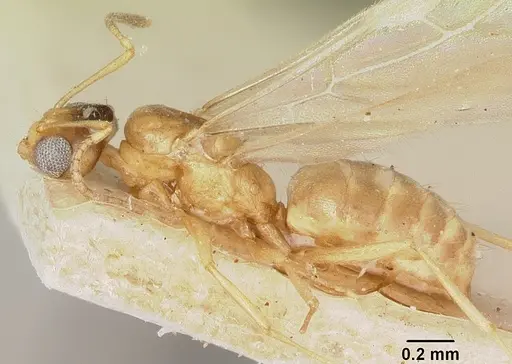 Plagiolepis exigua specimen CASENT0101302 image casent0101302_3