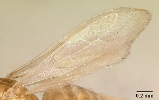 Plagiolepis exigua specimen CASENT0101302 image casent0101302_4