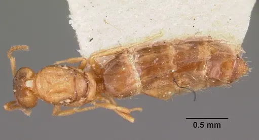 Plagiolepis exigua specimen CASENT0101303 image casent0101303_1