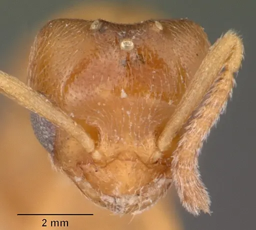 Plagiolepis exigua specimen CASENT0101303 image casent0101303_2