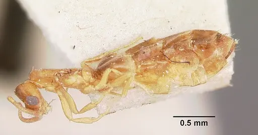 Plagiolepis exigua specimen CASENT0101303 image casent0101303_3