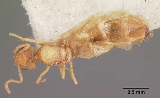 Plagiolepis exigua specimen CASENT0101304 image casent0101304_1