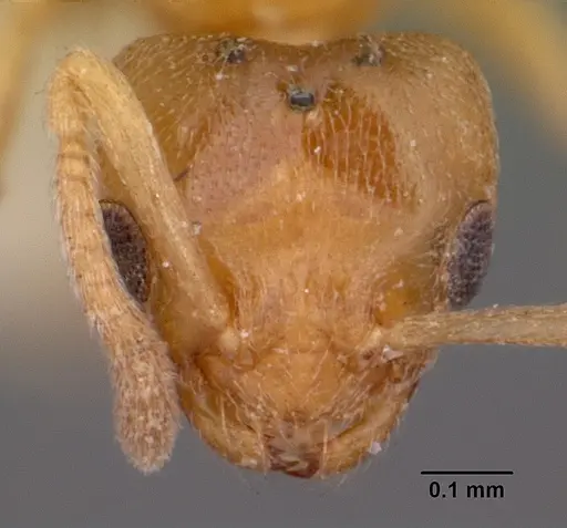Plagiolepis exigua specimen CASENT0101304 image casent0101304_2
